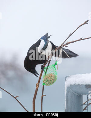 Schwarz-billed Elster (Pica Pica), Elster auf einem Fatball, Norwegen, Troms, Tromsoe Stockfoto