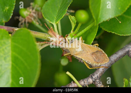 Box Bug (Gonocerus Acuteangulatus), auf einem Zweig, Deutschland Stockfoto