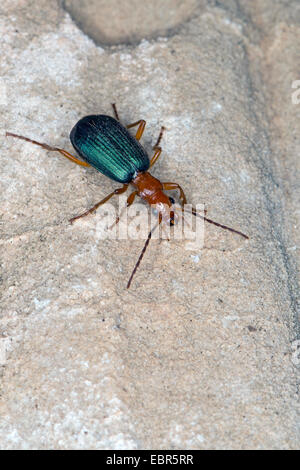 Bombardier-Käfer, gemeinsame Bombardier (Brachinus vgl. Crepitans), auf einem Stein Stockfoto