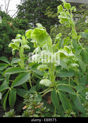 Korsische Nieswurz (Helleborus Argutifolius), blühen Stockfoto