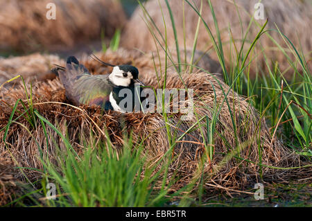 nördlichen Kiebitz (Vanellus Vanellus), Zucht, Deutschland, Niedersachsen Stockfoto