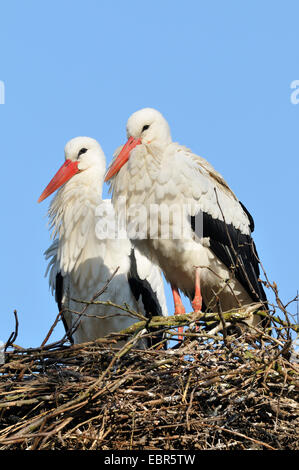 Weißstorch (Ciconia Ciconia), paar auf Adie nisten, Deutschland Stockfoto