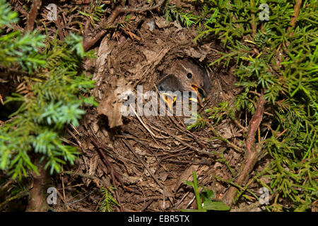 Winter-Zaunkönig (Troglodytes Troglodytes), schaut das Nest mit Küken, Deutschland Stockfoto