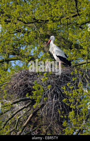 Weißstorch (Ciconia Ciconia), paar in ihrem Nest, Deutschland Stockfoto