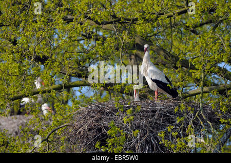 Weißstorch (Ciconia Ciconia), paar in ihrem Nest, Deutschland Stockfoto