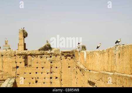 weißer Storch (Ciconia Ciconia), Störche nisten an den Wänden der Ruinen von El Badi Palast, Marokko, Marrakesch Stockfoto