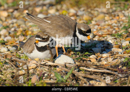 Flussregenpfeifer-Regenpfeifer (Charadrius Hiaticula), auf dem Nest, Niederlande, Texel Stockfoto