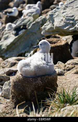 Black-browed Albatross (Thalassarche Melanophrys, Diomedea Melanophris), Quietsche sitzen in dem Nest, Falkland-Inseln Stockfoto