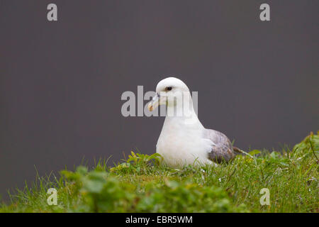 nördlichen Fulmar (Fulmarus Cyclopoida), Zucht, Island Stockfoto