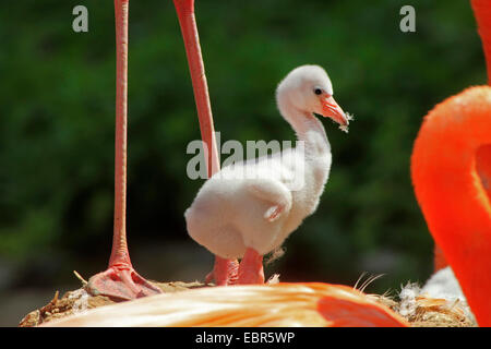 Rosaflamingo, American Flamingo Karibik Flamingo (Phoenicopterus Ruber Ruber), Küken in ihrem Nest Stockfoto