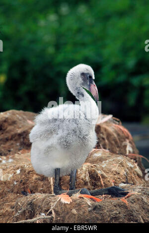 Rosaflamingo, American Flamingo Karibik Flamingo (Phoenicopterus Ruber Ruber), Küken im Nest Stockfoto