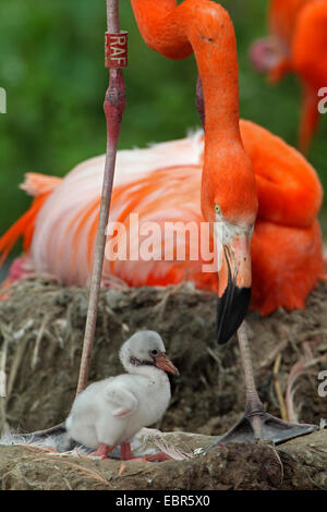 Rosaflamingo, American Flamingo Karibik Flamingo (Phoenicopterus Ruber Ruber) mit Küken im nest Stockfoto