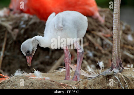 Rosaflamingo, American Flamingo Karibik Flamingo (Phoenicopterus Ruber Ruber), Küken in ihrem Nest Stockfoto