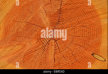 Douglasie (Pseudotsuga Menziesii), Holz-Baum-ring Stockfoto