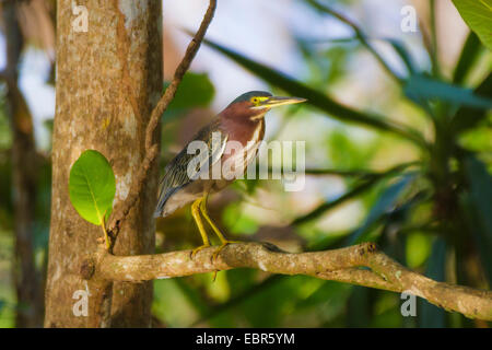 Grün-backed Reiher, Grün unterstützt Reiher (Butorides Spinosa), sitzt auf einem Baum, Costa Rica Stockfoto