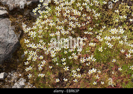 Moschus-Steinbrech (Saxifraga Moschata, Saxifraga Exarata SSP Moschata), blühen, Deutschland Stockfoto