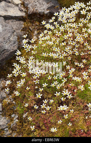 Moschus-Steinbrech (Saxifraga Moschata, Saxifraga Exarata SSP Moschata), blühen, Deutschland Stockfoto