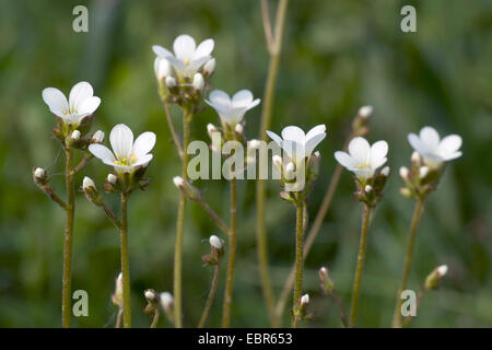 Wiese-Steinbrech (Saxifraga Granulata) Blüte, Deutschland Stockfoto