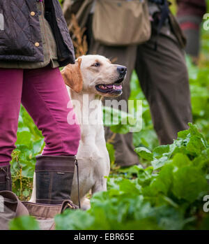 Eine junge gelbe Labrador Hund, der zu einem Jagdhund ausgebildet wird, saß und sah an der Seite seines Besitzers Stockfoto