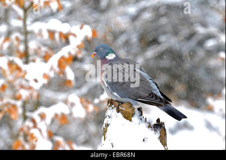 Ringeltaube (Columba Palumbus), auf einen Baum Haken im Winter, Deutschland, Hessen Stockfoto