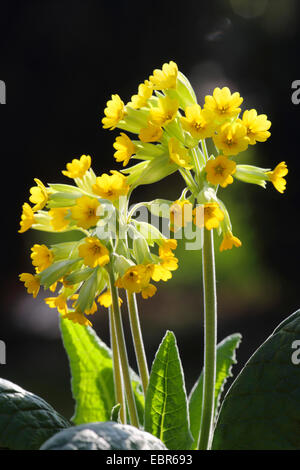 Schlüsselblume Primel (Primula Veris), blühen, Deutschland Stockfoto