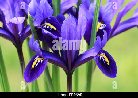 bartlos Zwergiris (Iris Reticulata), Blumen Stockfoto