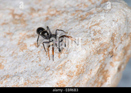 Springen Spinne (Leptorchestes Berolinensis), auf einem Stein, Deutschland Stockfoto