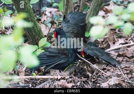 Teichhuhn (Gallinula Chloropus), kämpfen Teichhuhn, Deutschland Stockfoto