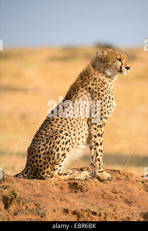 Gepard (Acinonyx Jubatus), sitzen auf einer Termite Mound, Kenia, Masai Mara Nationalpark Stockfoto