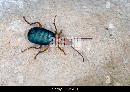 Bombardier-Käfer, gemeinsame Bombardier (Brachinus vgl. Crepitans), auf einem Stein Stockfoto