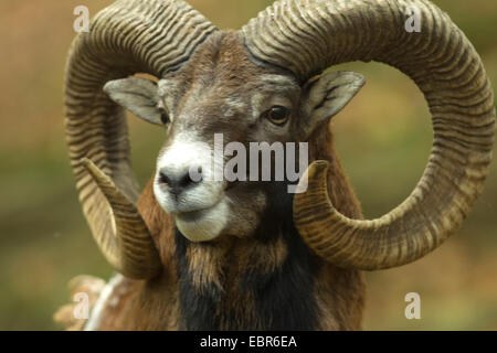 Mufflon (Ovis Musimon, Ovis Gmelini Musimon, Ovis Orientalis Musimon), Mufflon Widder, Porträt, Deutschland, Nordrhein-Westfalen, Sauerland Stockfoto