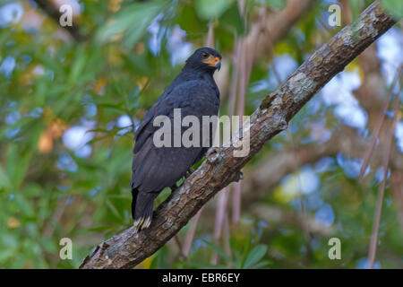 Mangrove Black Hawk (Buteogallus Anthracinus Subtili), sitzt auf einem Ast eines Baumes, Costa Rica, Rio Tarcoles Stockfoto