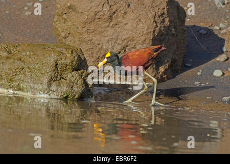 Nördlichen Blatthühnchen (Jacana Spinosa), stehen am Flussufer im Wasser, Costa Rica, Rio Tarcoles Stockfoto