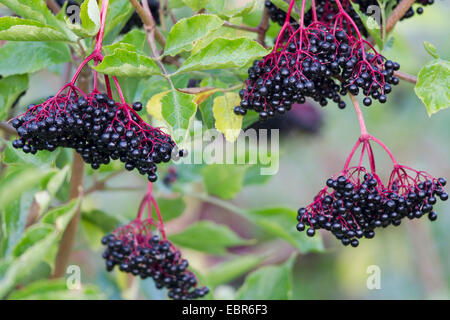 Europäischen schwarzen Holunder, Holunder, gemeinsame Holunder (Sambucus Nigra), Berrie auf einem Busch, Deutschland Stockfoto