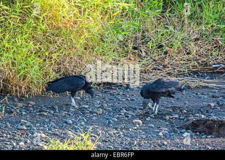 Amerikanische schwarze Geier (Coragyps Atratus), Essen Fishesat Ufer des Flusses, Costa Rica, Rio Tarcoles Stockfoto