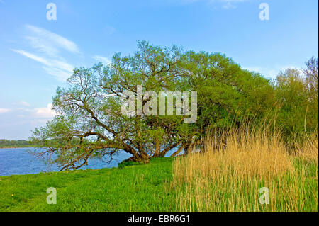 Weide, Korbweide (Salix spec.), Weiden am Ufer der Elbe im alten Land bei Jork, Deutschland, Niedersachsen Stockfoto