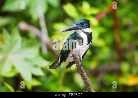grüne Eisvogel (Chloroceryle Americana), auf Suche, Costa Rica, Rio Tarcoles Stockfoto