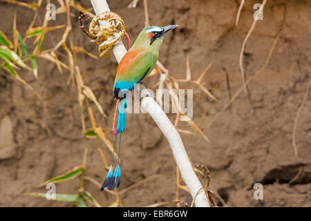 Türkis-browed Motmot (Eumomota Superciliosa), auf einem Ast vor der Zucht Wand, Costa Rica, Rio Tarcoles Stockfoto