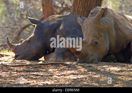 Breitmaulnashorn, Quadrat-lippige Rhinoceros grass Rhinoceros (Ceratotherium Simum), Ausruhen im Schatten, South Africa, Kwazulu-Natal, Mkuze Game Reserve Stockfoto