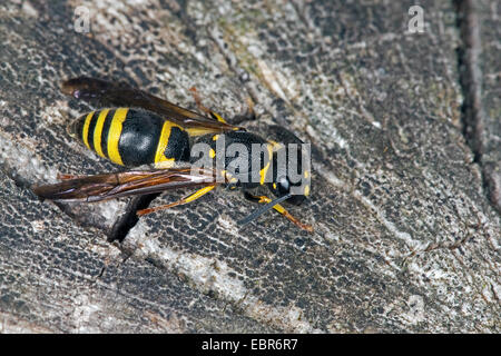 Potter Wasp (Ancistrocerus spec.), sitzen auf Holz, Deutschland Stockfoto