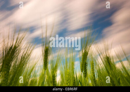 gemeinsamen Gerste, 6-reihig Gerste (Hordeum Vulgare), Gerstenfeld im Wind, Deutschland, Sachsen, Vogtlaendische Schweiz Stockfoto