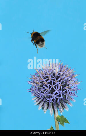 große Globethistle, große Globus-Distel, riesige Globe Thistle (Echinops Sphaerocephalus), Blütenstand mit Hummel, Deutschland Stockfoto