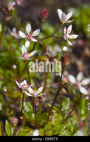 Sternenhimmel-Steinbrech (Saxifraga Stellaris), Blumen, Deutschland Stockfoto