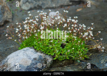 Sternenhimmel Steinbrech (Saxifraga Stellaris), blühen auf einem Felsen, Deutschland Stockfoto