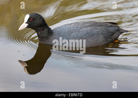 schwarzen Blässhuhn (Fulica Atra), Baden, Deutschland Stockfoto