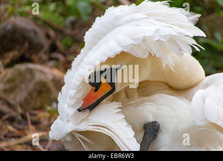 Höckerschwan (Cygnus Olor), Pflege, Deutschland Stockfoto