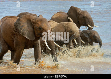 Afrikanischer Elefant (Loxodonta Africana), Elefanten, die Überquerung des Flusses Ewaso Ng'iro, Kenia, Samburu National Reserve Stockfoto