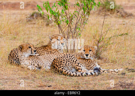 Gepard (Acinonyx Jubatus), drei juvenile Geparde zusammen liegen und ruhen, Kenia, Masai Mara Nationalpark Stockfoto