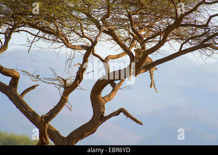 Leoparden (Panthera Pardus), ruht in einem Regenschirm Dorn, Kenya, Samburu National Reserve Stockfoto