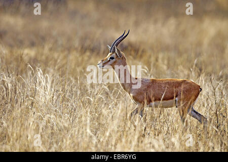 Chinkara (Gazella Bennettii), männliche in Trockenrasen, Indien, Ranthambhore Stockfoto